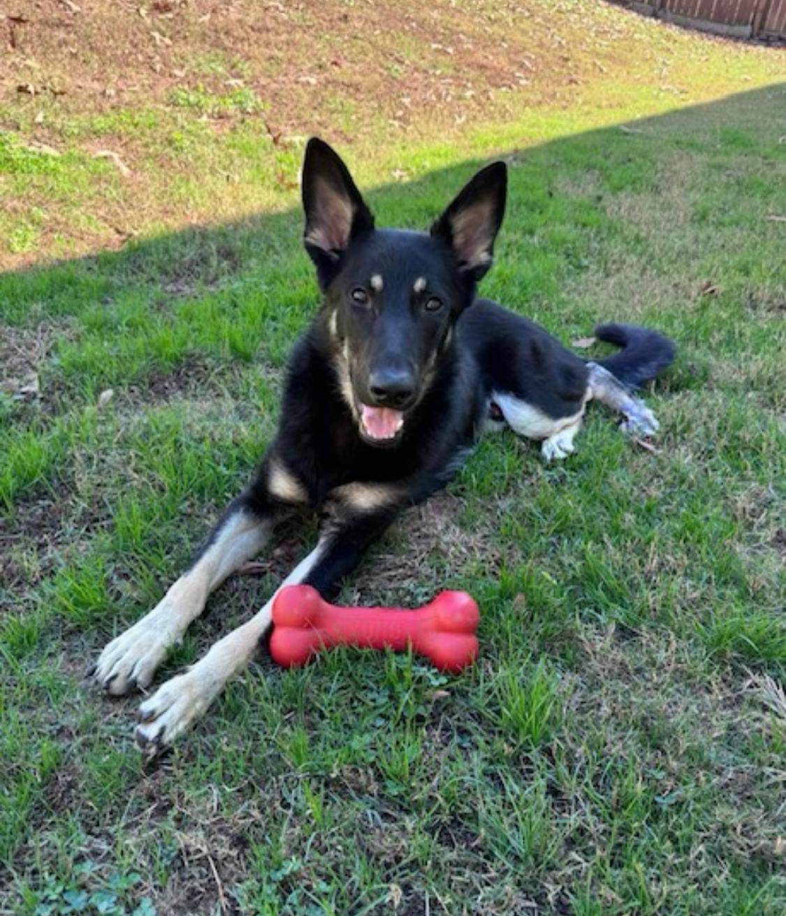 Enlarge Hercules- a funny boy!, a Adopted German Shepherd Dog in Dawsonville, GA image 2/5
