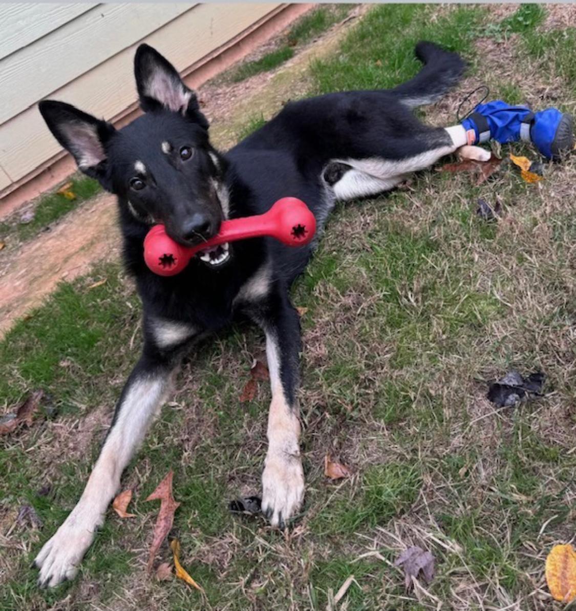 Enlarge Hercules- a funny boy!, a Adopted German Shepherd Dog in Dawsonville, GA image 3/5