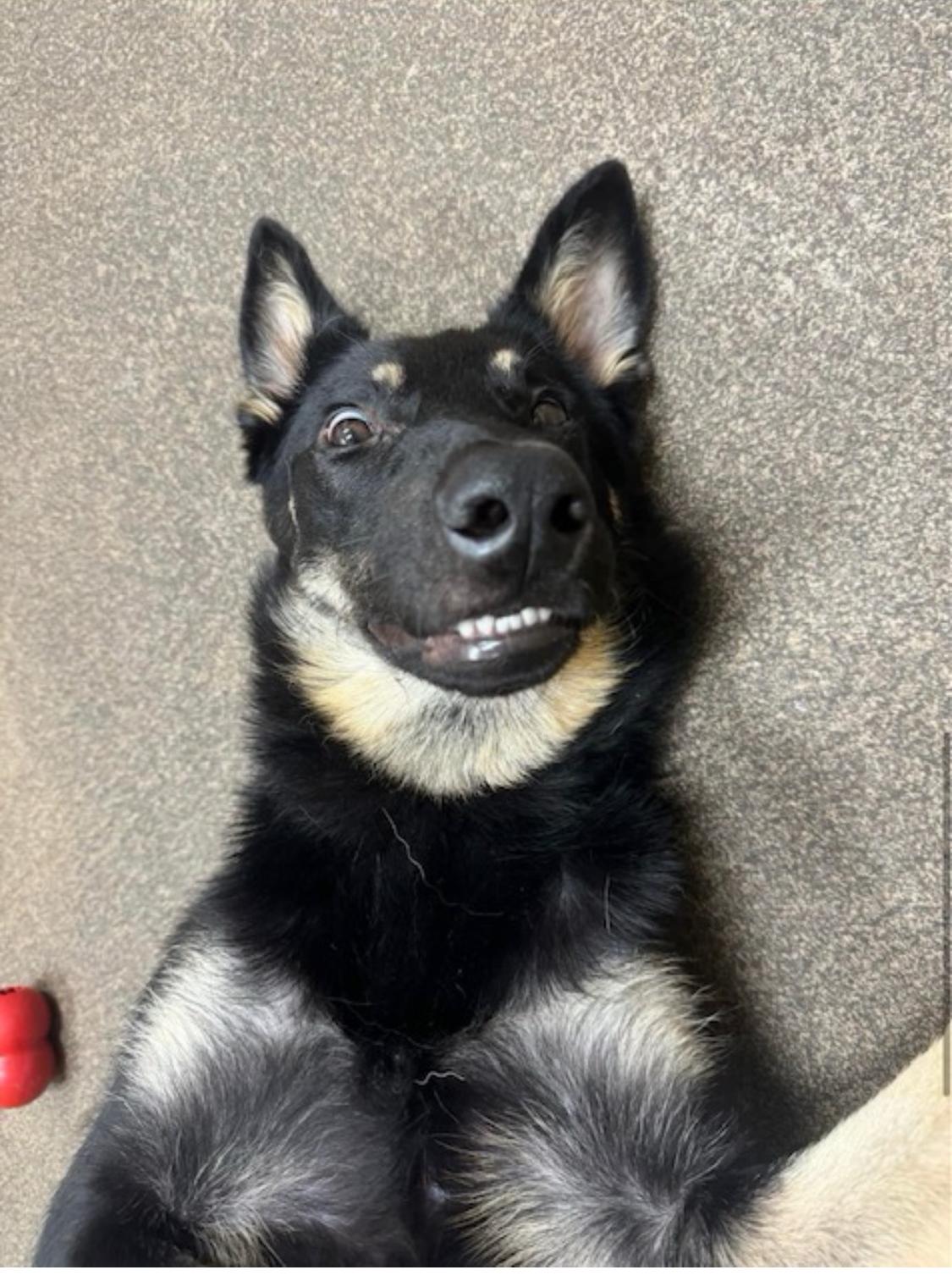 Enlarge Hercules- a funny boy!, a Adopted German Shepherd Dog in Dawsonville, GA image 4/5