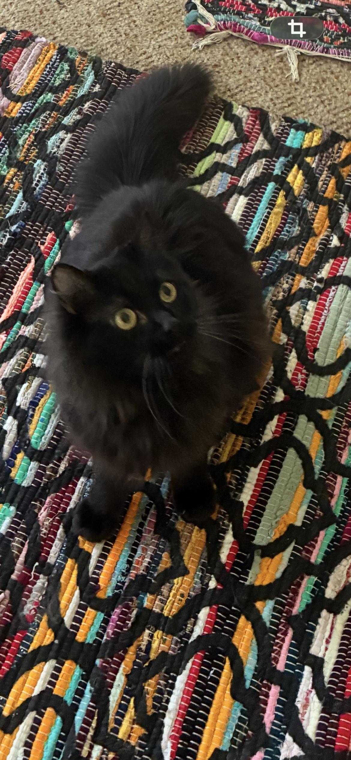 Theodore, ADOPTABLE, Adult Male Persian.