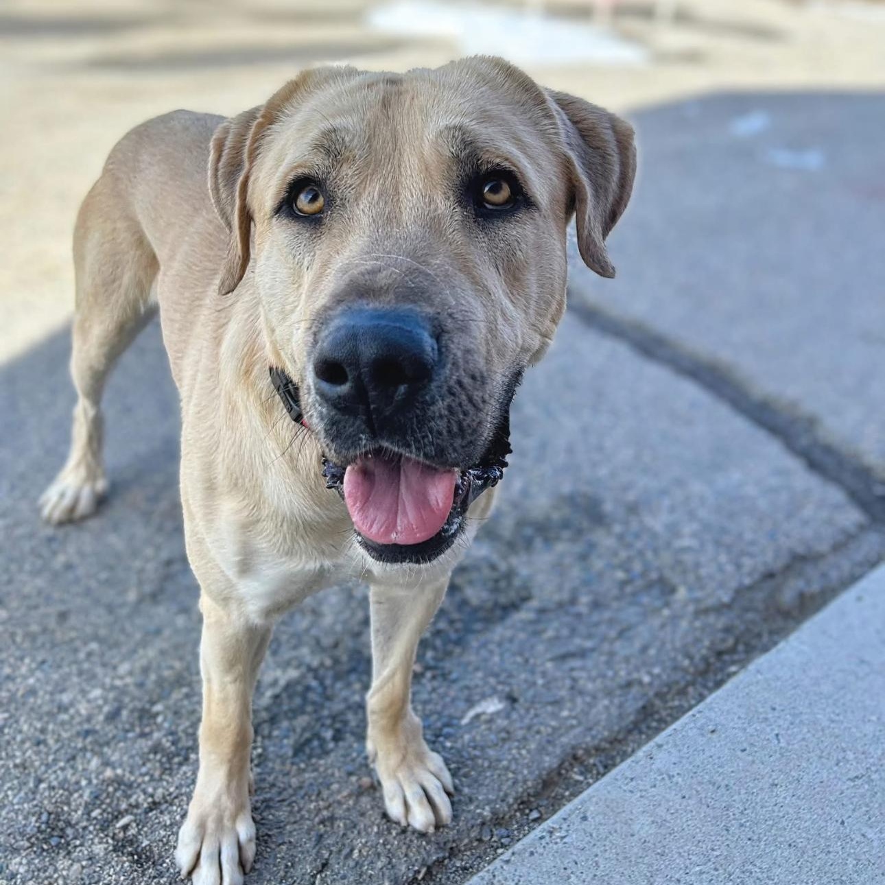 Adopt CALIFORNIA, MAMMOTH LAKES DOC