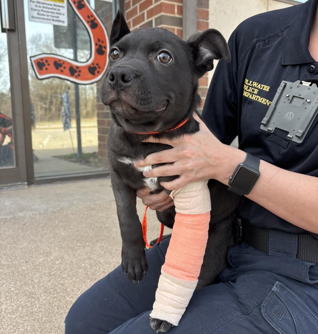 Eleven, adopted, Puppy Female Pit Bull Terrier.