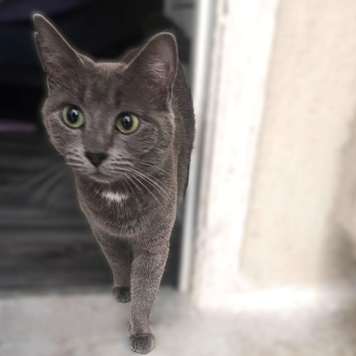 Enlarge Tsarina (Russian Blue mix), a Adoptable mixed breed in Allen, TX image 1/5