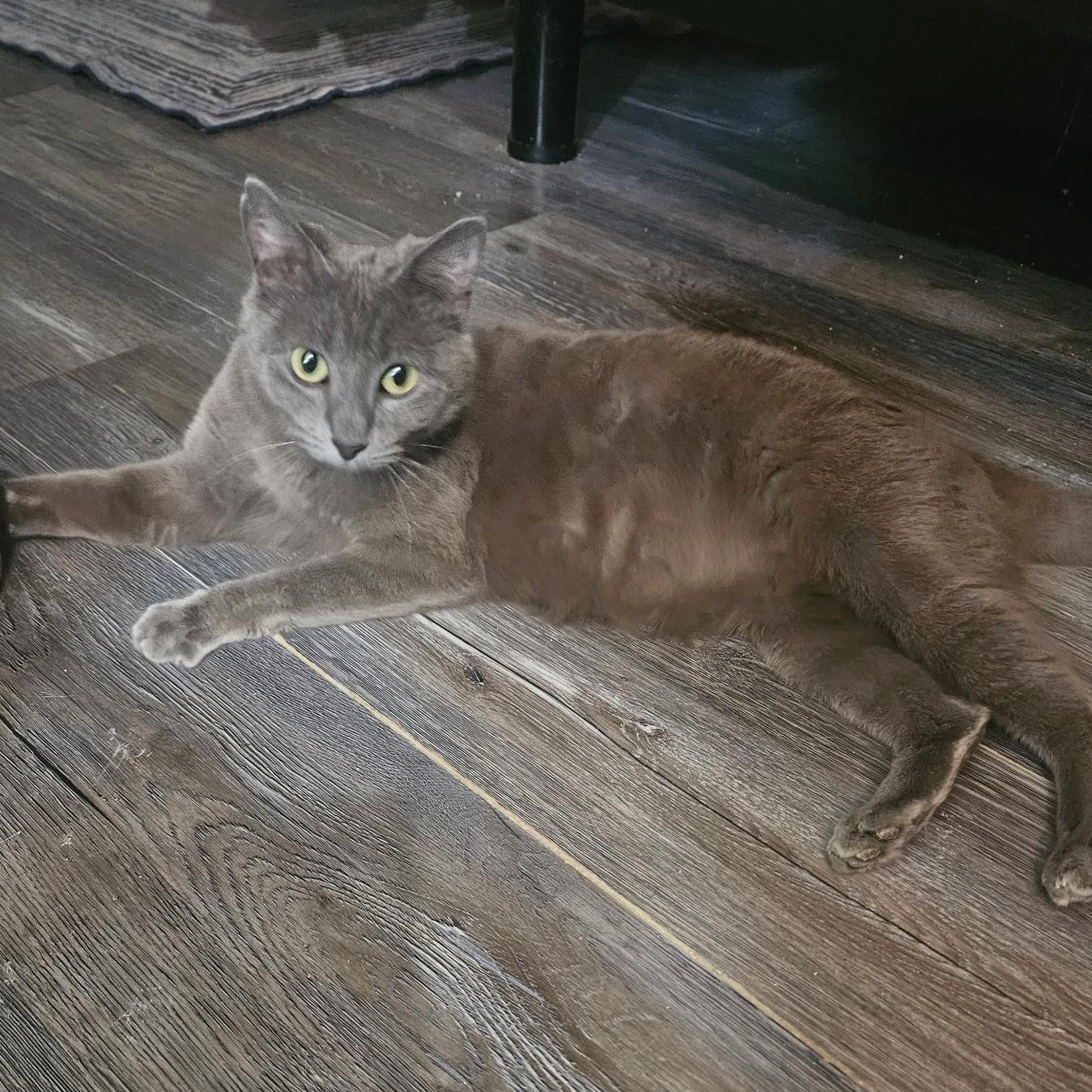 Enlarge Tsarina (Russian Blue mix), a Adoptable mixed breed in Allen, TX image 4/5