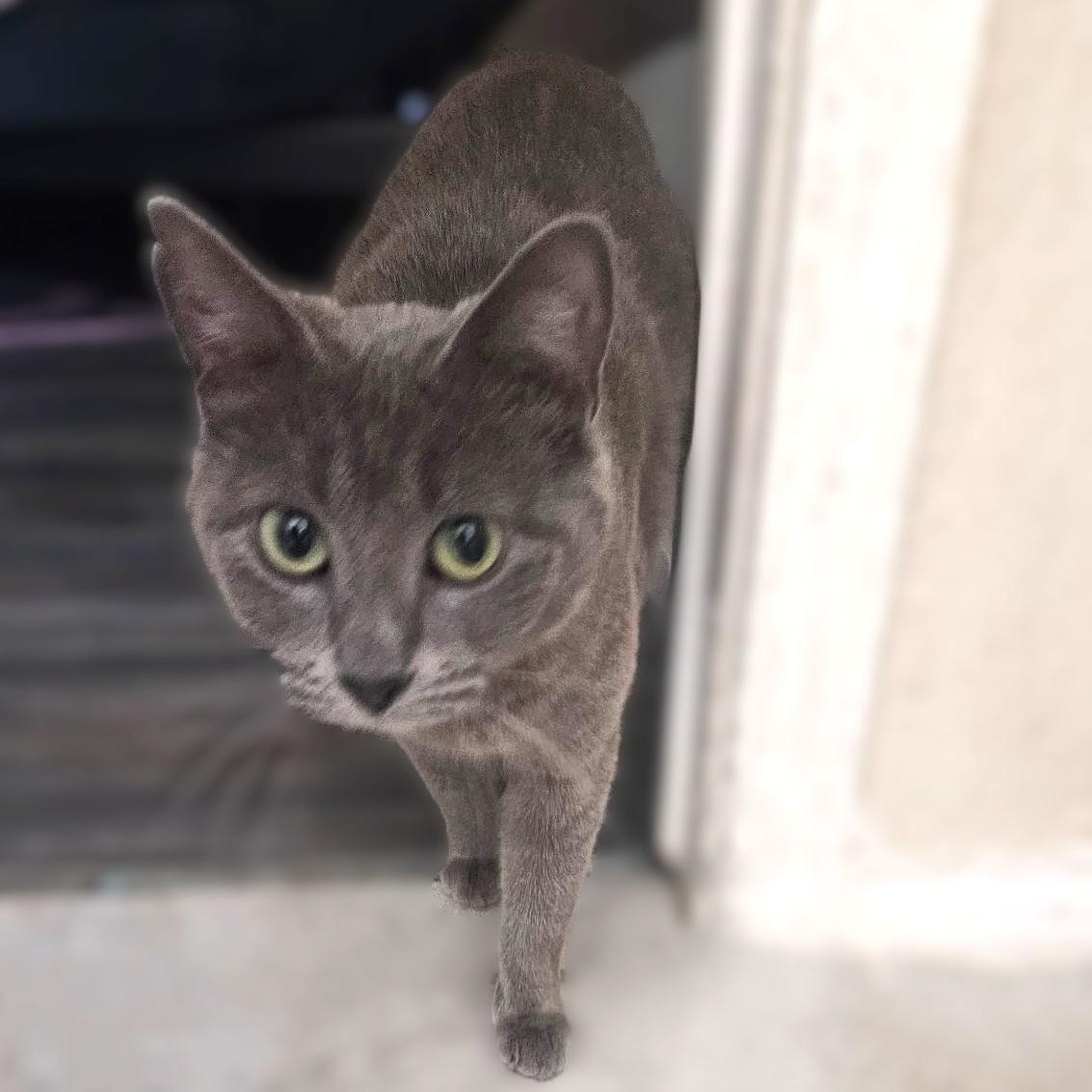Enlarge Tsarina (Russian Blue mix), a Adoptable mixed breed in Allen, TX image 3/5