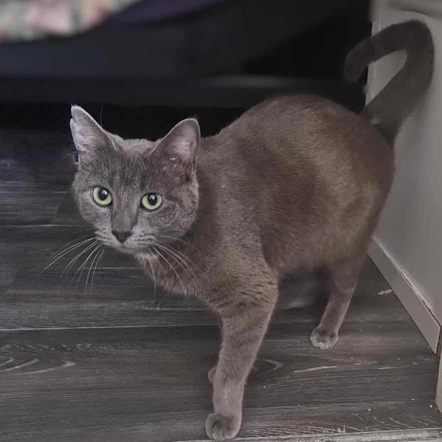 Enlarge Tsarina (Russian Blue mix), a Adoptable mixed breed in Allen, TX image 2/5
