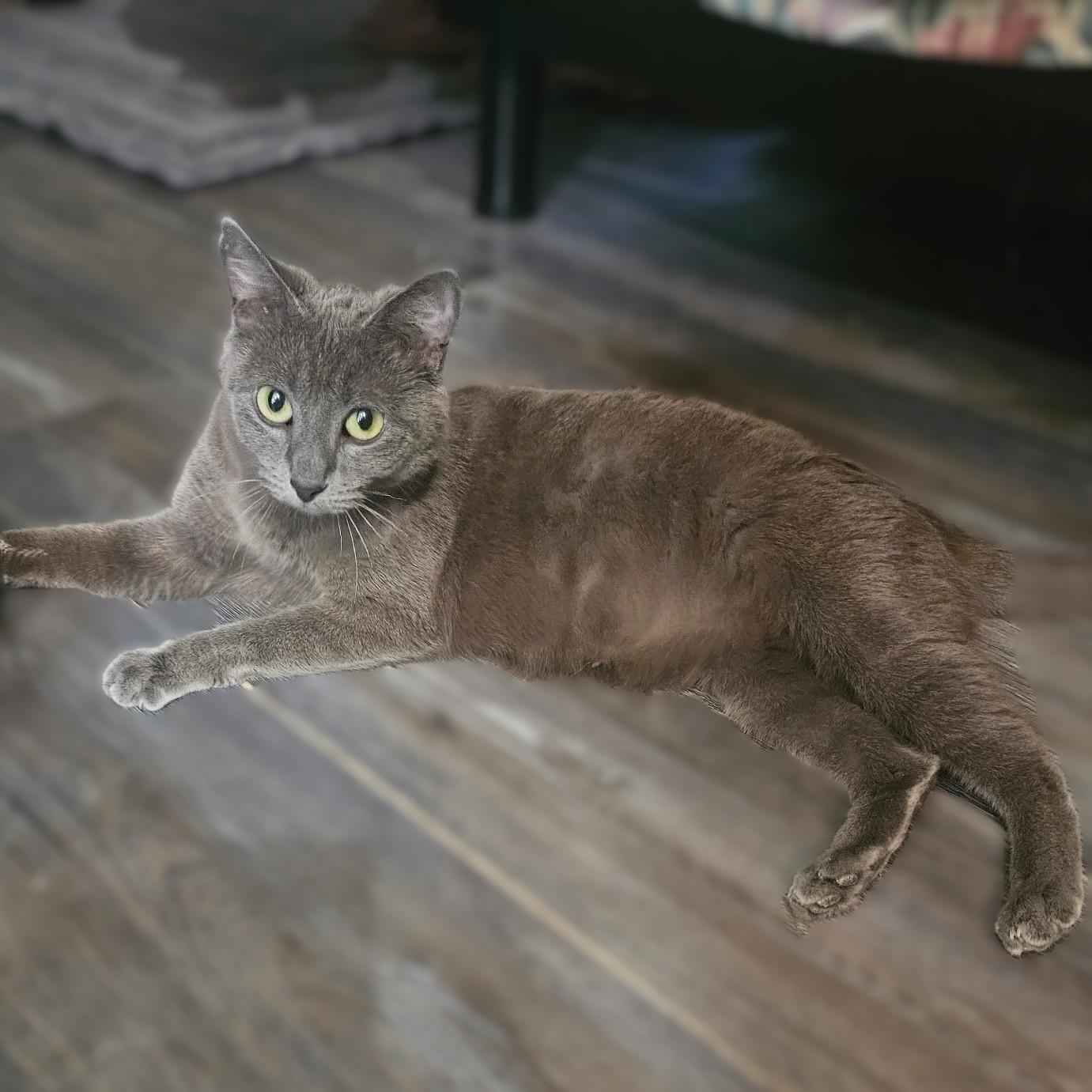 Enlarge Tsarina (Russian Blue mix), a Adoptable mixed breed in Allen, TX image 5/5