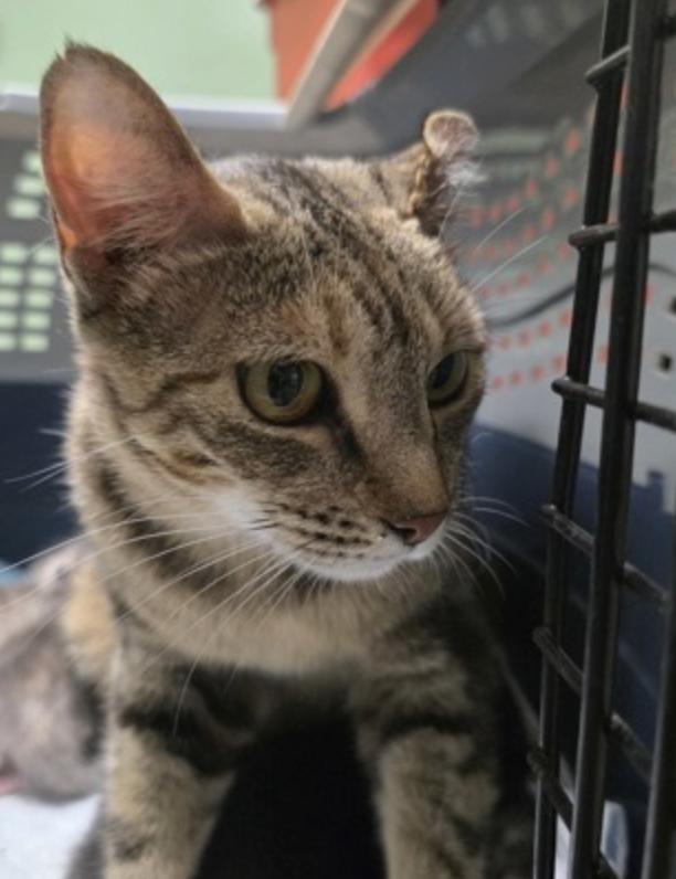 Persimmon, ADOPTABLE, Adult Female American Shorthair.