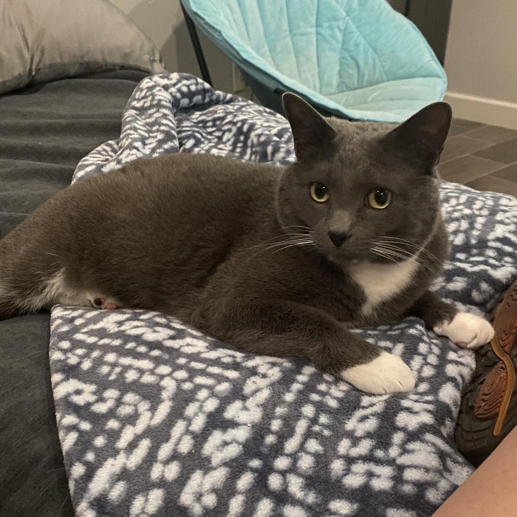 Silvester F-21675, a Adoptable Domestic Short Hair in Oklahoma City, OK image 2/5