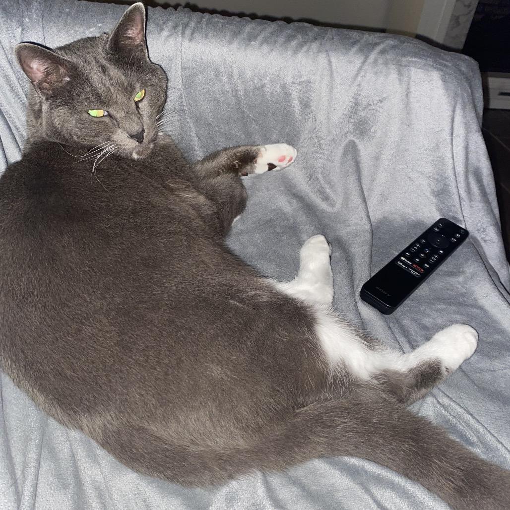 Silvester F-21675, a Adoptable Domestic Short Hair in Oklahoma City, OK image 3/5