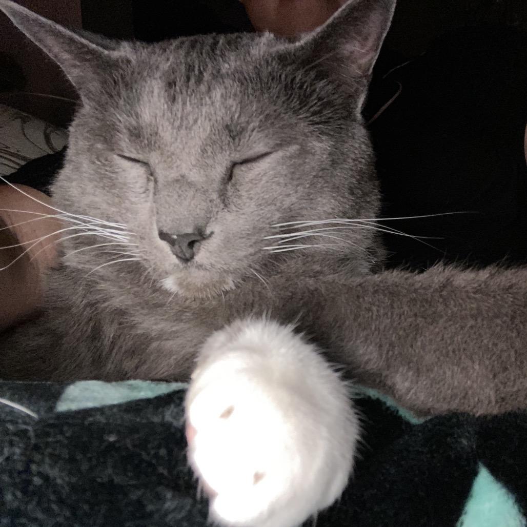 Silvester F-21675, a Adoptable Domestic Short Hair in Oklahoma City, OK image 5/5