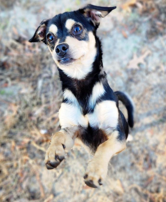 Enlarge Juniper, a ADOPTABLE mixed breed in Camden, SC image 1/6