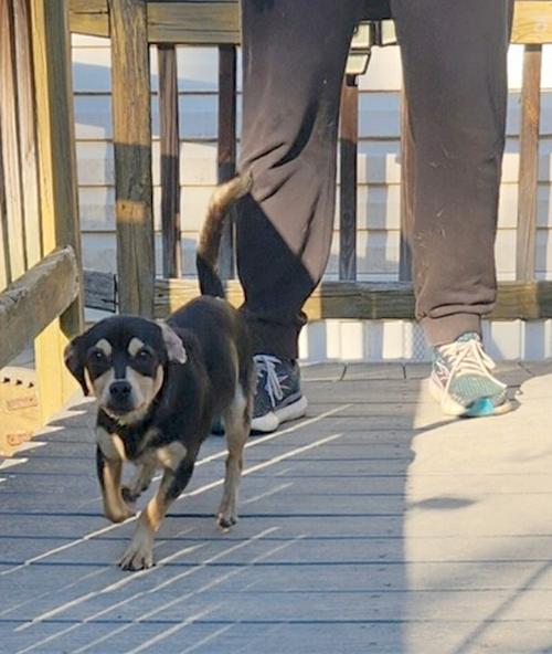 Enlarge Juniper, a ADOPTABLE mixed breed in Camden, SC image 2/6