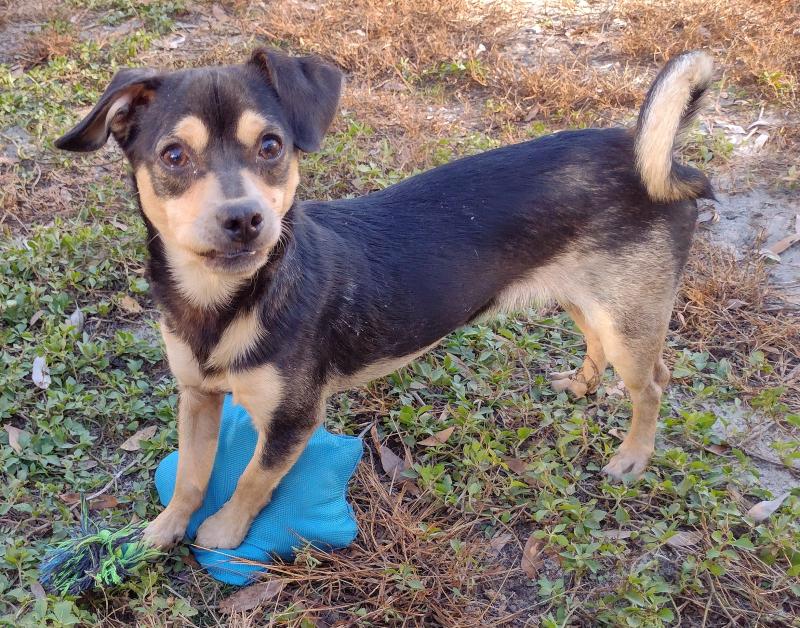 Enlarge Juniper, a ADOPTABLE mixed breed in Camden, SC image 3/6