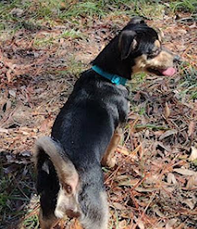 Enlarge Juniper, a ADOPTABLE mixed breed in Camden, SC image 4/6