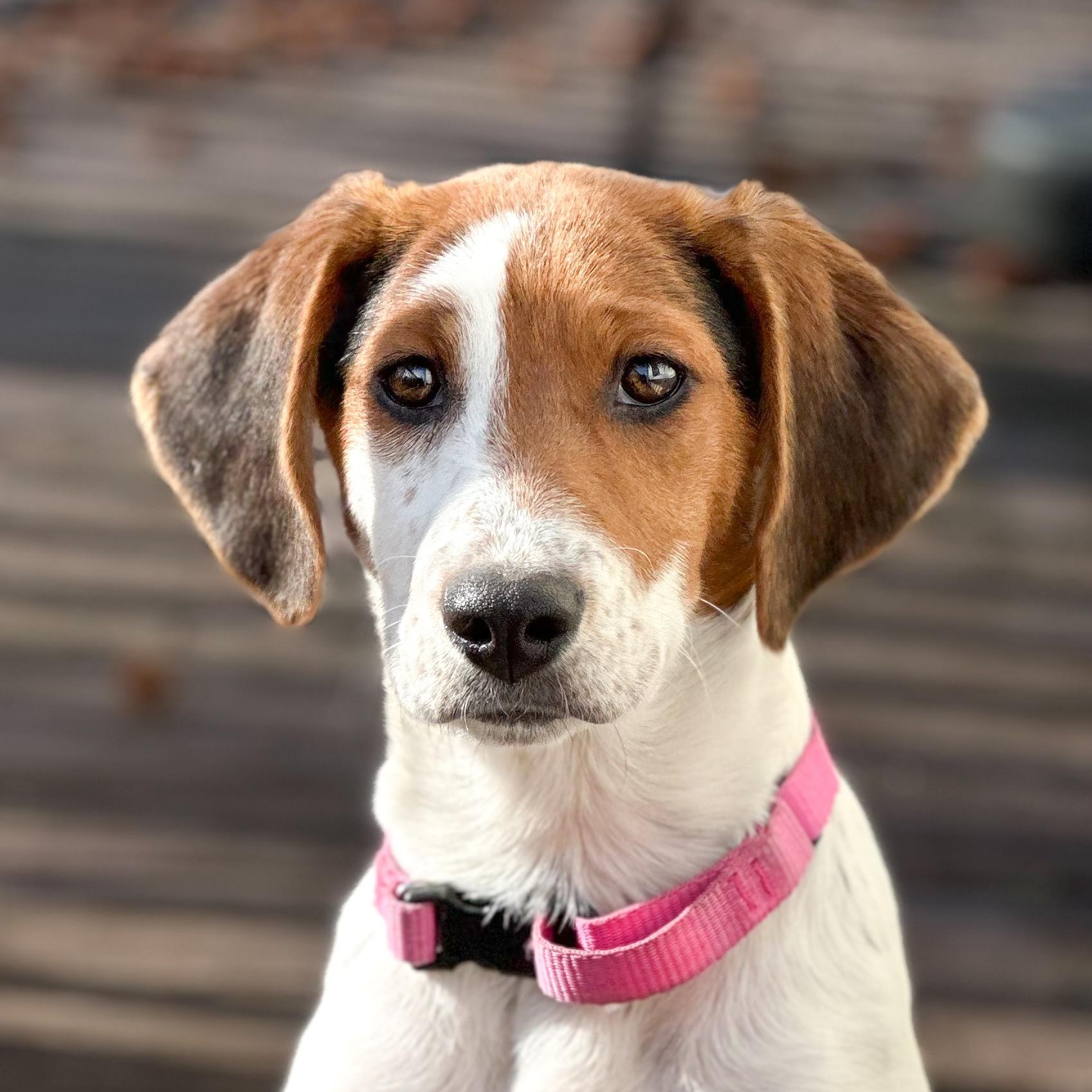 Pepper, Adoptable, Puppy Female Coonhound.