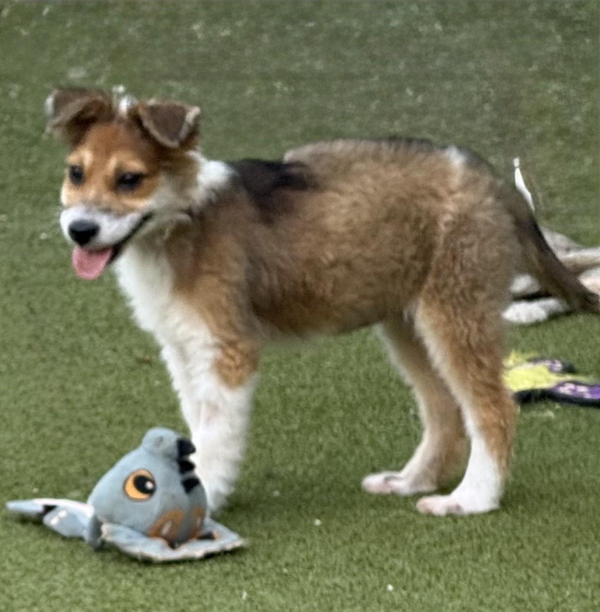 Daisy Mae, Adopted, Puppy Female Australian Shepherd & Poodle.