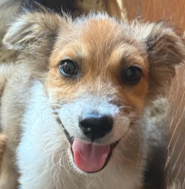 Enlarge Daisy Mae, a Adopted mixed breed in Norwalk, CT image 2/4