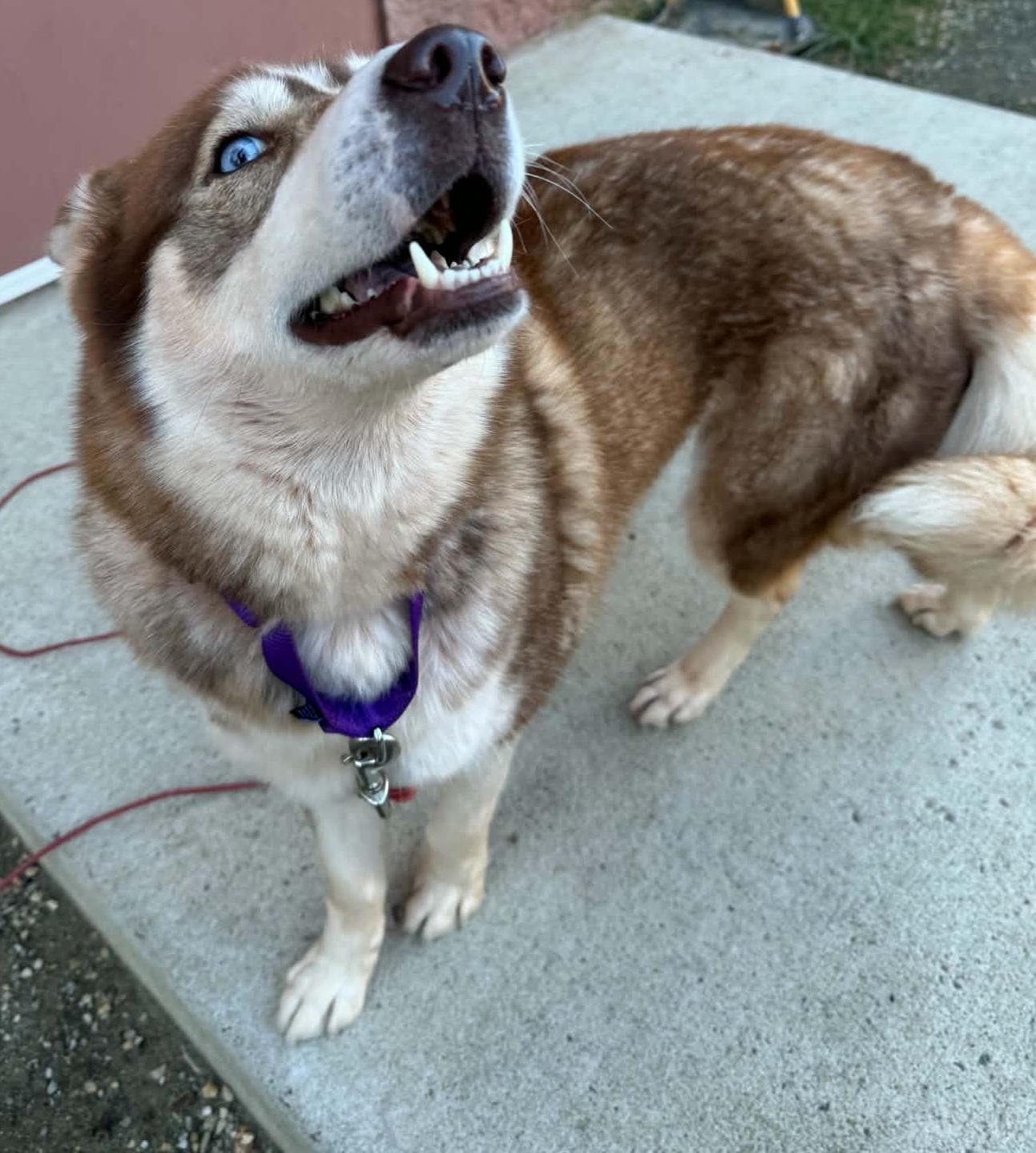 Enlarge NYLA, a Adoptable Siberian Husky in Manassas, VA image 2/4