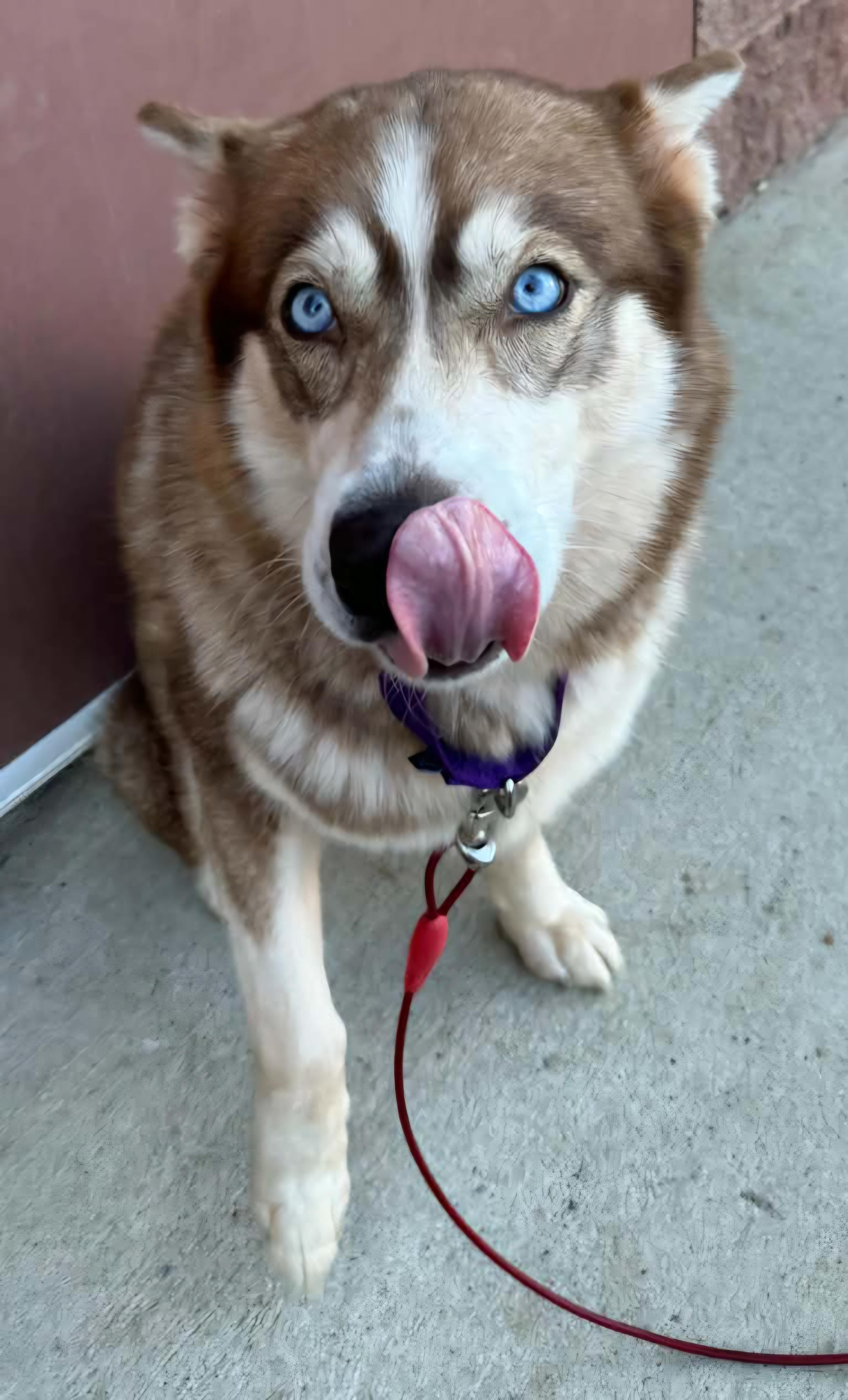 Enlarge NYLA, a Adoptable Siberian Husky in Manassas, VA image 4/4