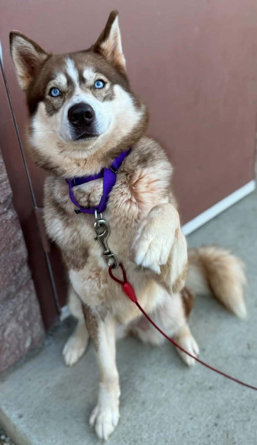 Enlarge NYLA, a Adoptable Siberian Husky in Manassas, VA image 3/4