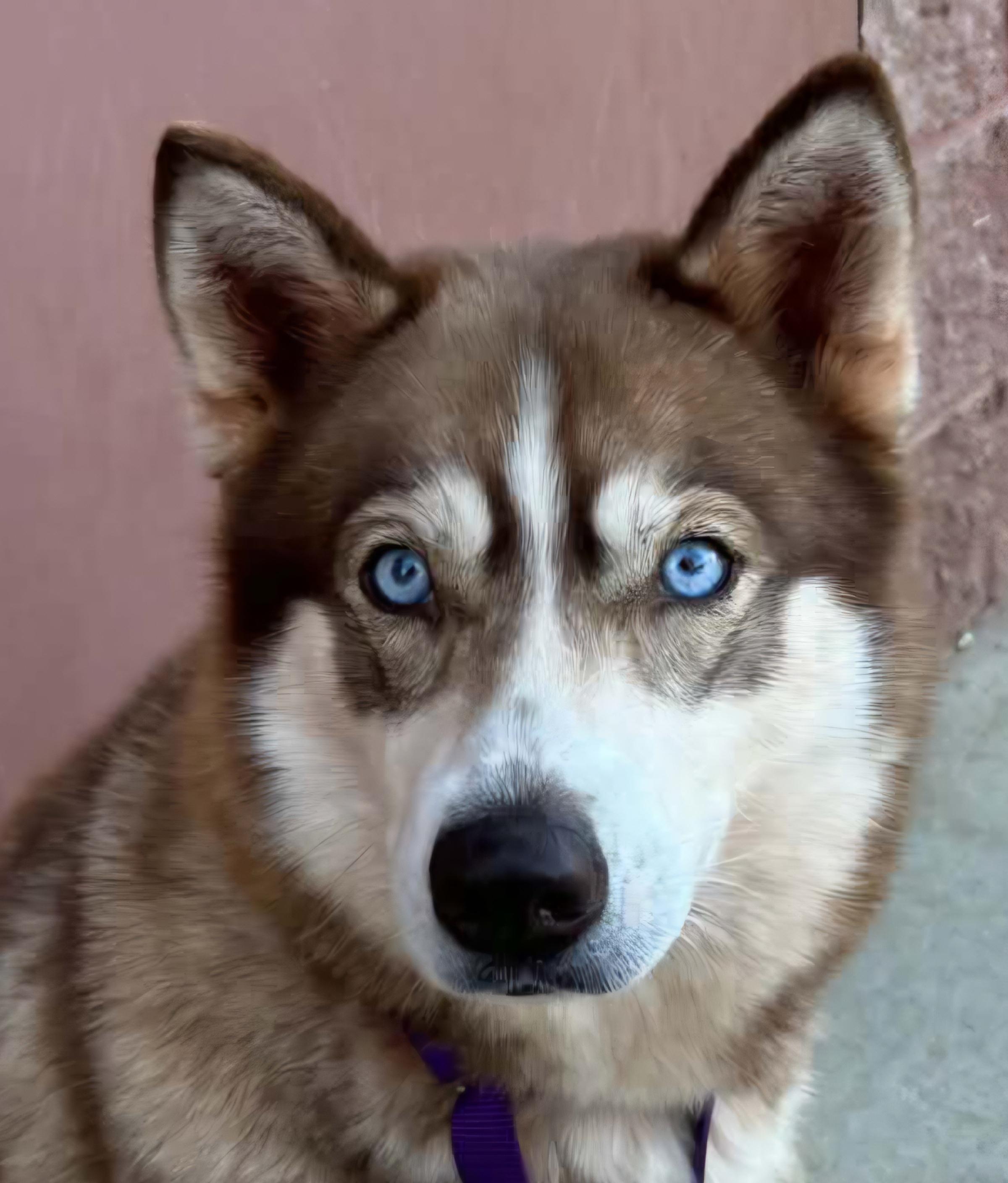 Enlarge NYLA, a Adoptable Siberian Husky in Manassas, VA image 1/4