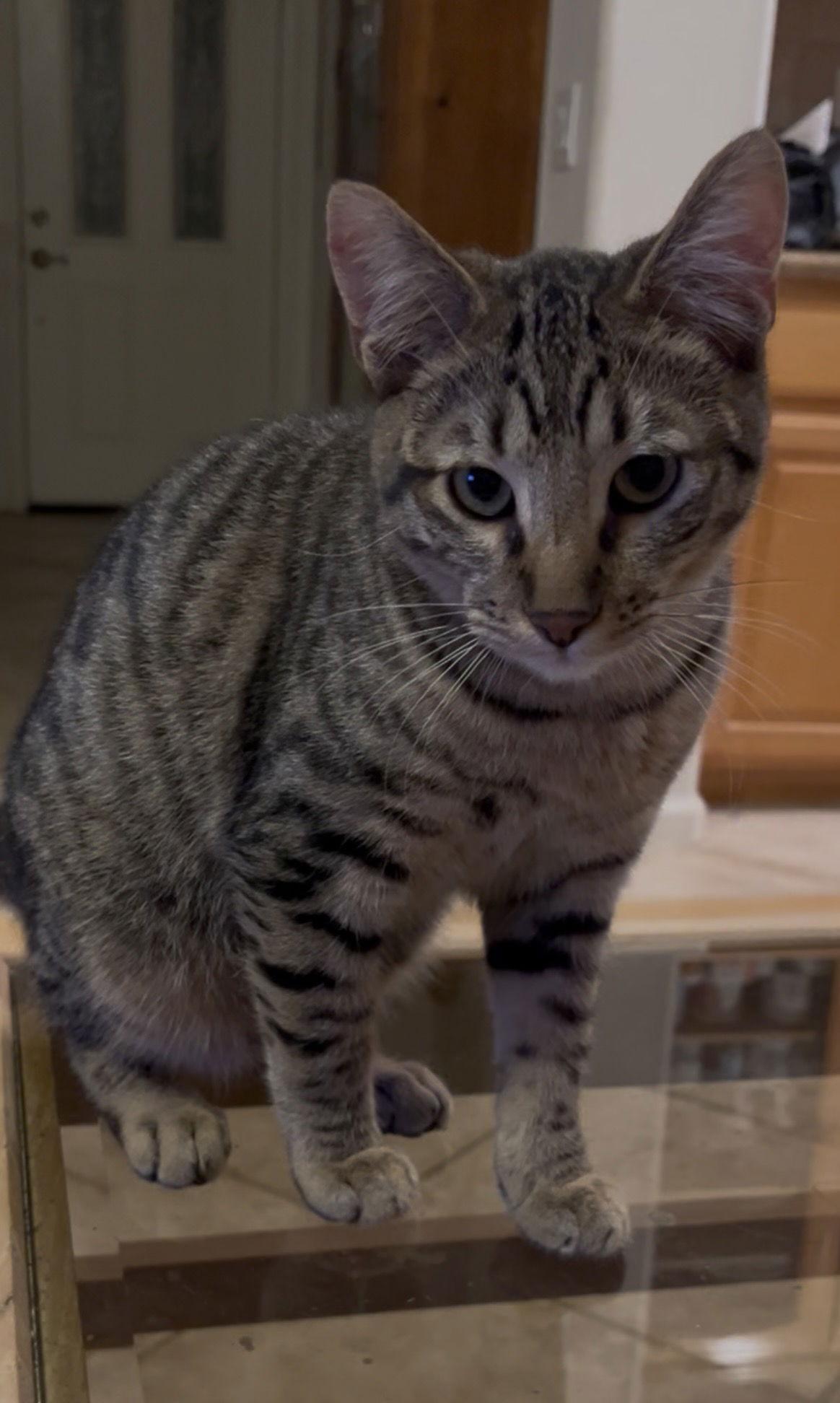 Kendrick, Adoptable, Kitten Male Domestic Short Hair.