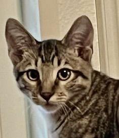 Enlarge Kendrick, a Adoptable Domestic Short Hair in Antioch, CA image 1/3