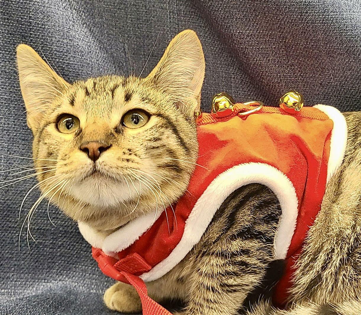 Enlarge Kendrick, a Adoptable Domestic Short Hair in Antioch, CA image 3/3