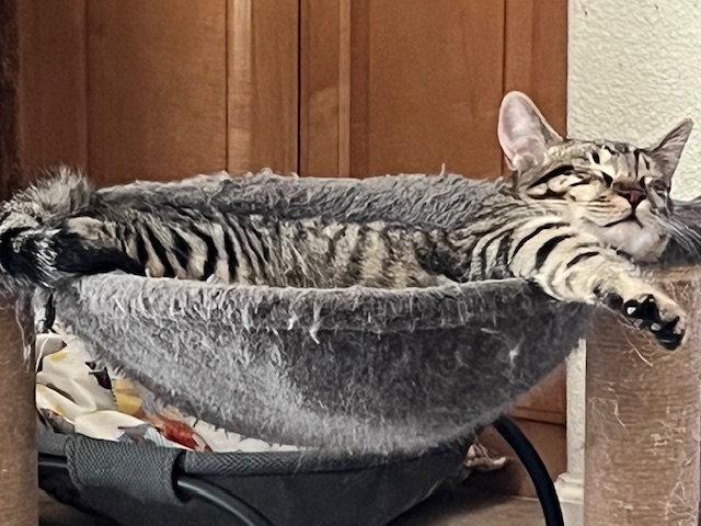 Kendrick, a Adoptable Domestic Short Hair in Antioch, CA image 3/3