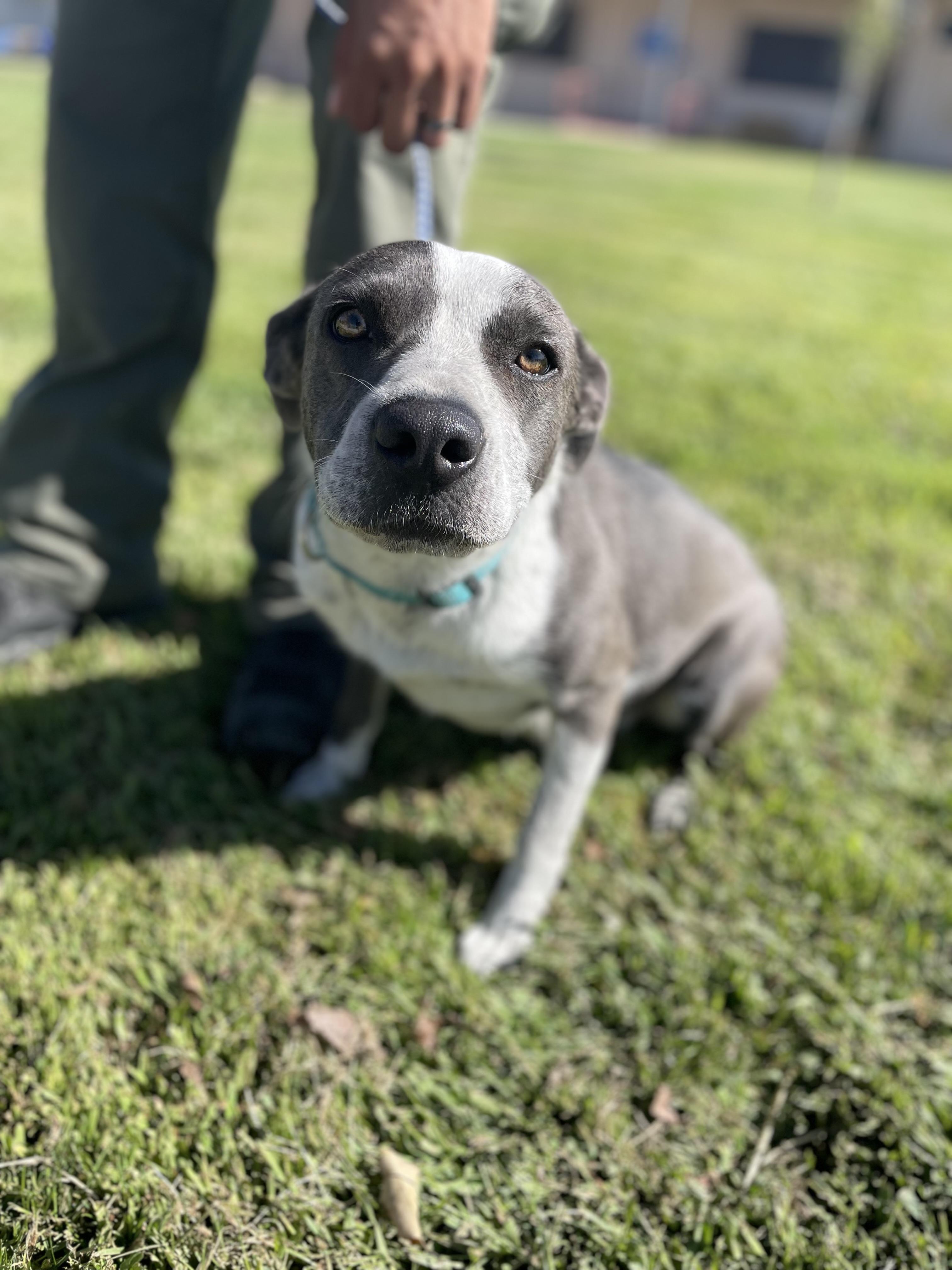 ZOEY 4006 (414)