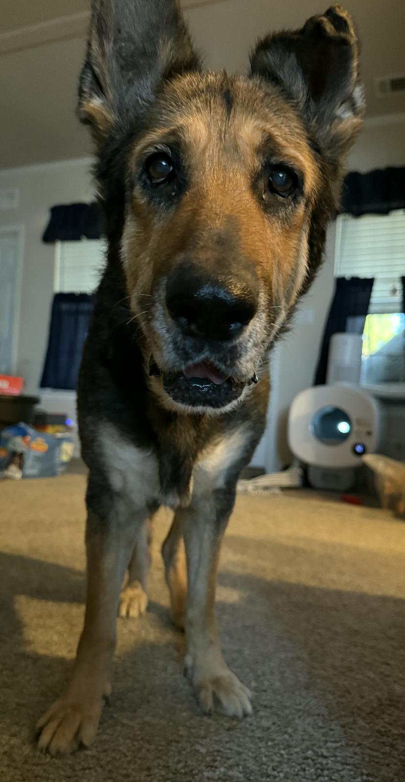 Gracie — thumbnail 2