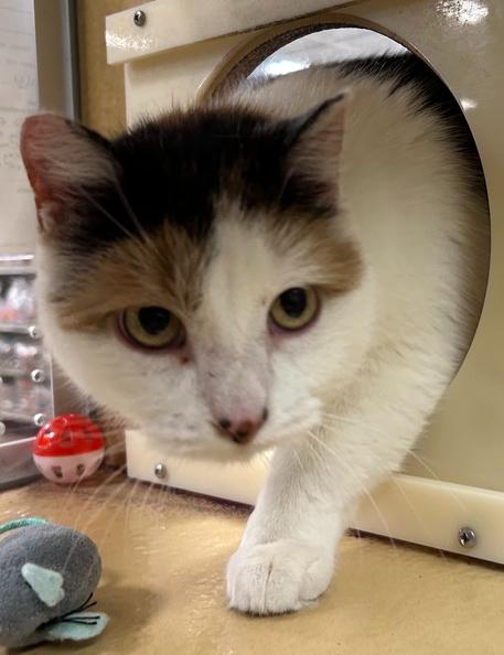 Edie, Adoptable, Adult Female Domestic Short Hair.