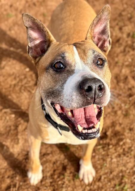Enlarge MISTLETOE, a Adoptable American Staffordshire Terrier in York, SC image 1/1
