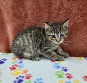 Doc, an adopted Domestic Short Hair in Bucyrus, OH image 2/3