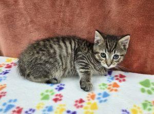 Doc, an adopted Domestic Short Hair in Bucyrus, OH image 3/3