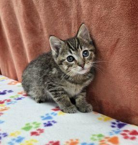 Doc, an adopted Domestic Short Hair in Bucyrus, OH image 1/3