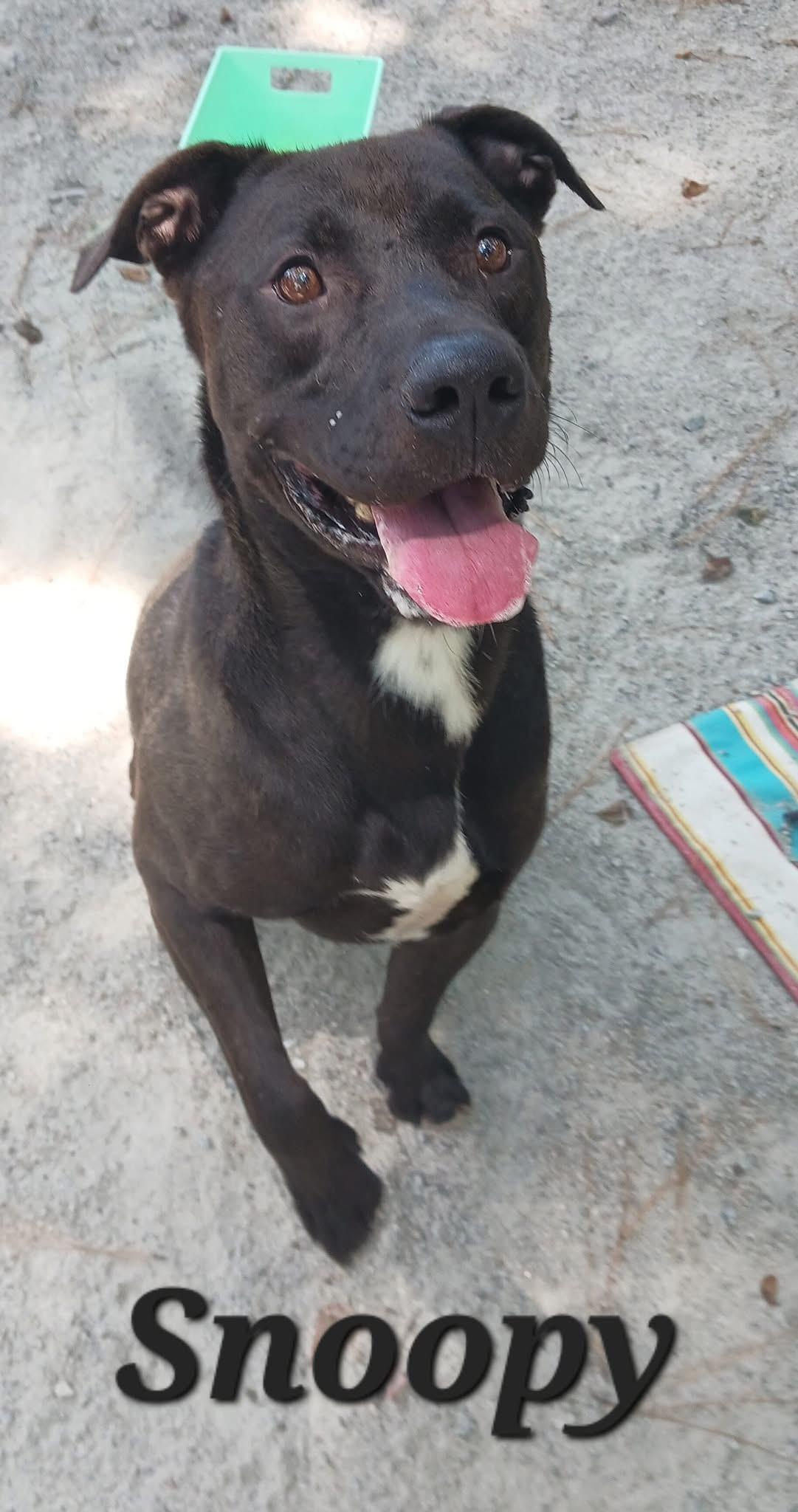 Snoopy, Adoptable, Young Male Mixed Breed.