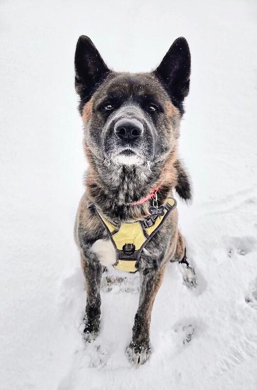 Kuma, a Adoptable Akita in Fruit Heights, UT image 1/2