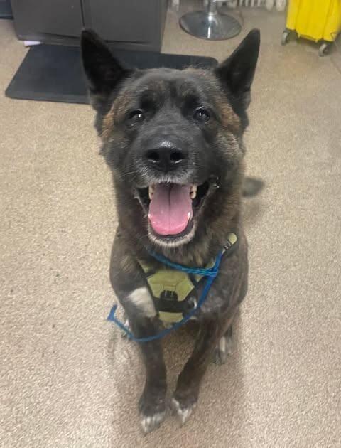 Kuma, a Adoptable Akita in Fruit Heights, UT image 2/2