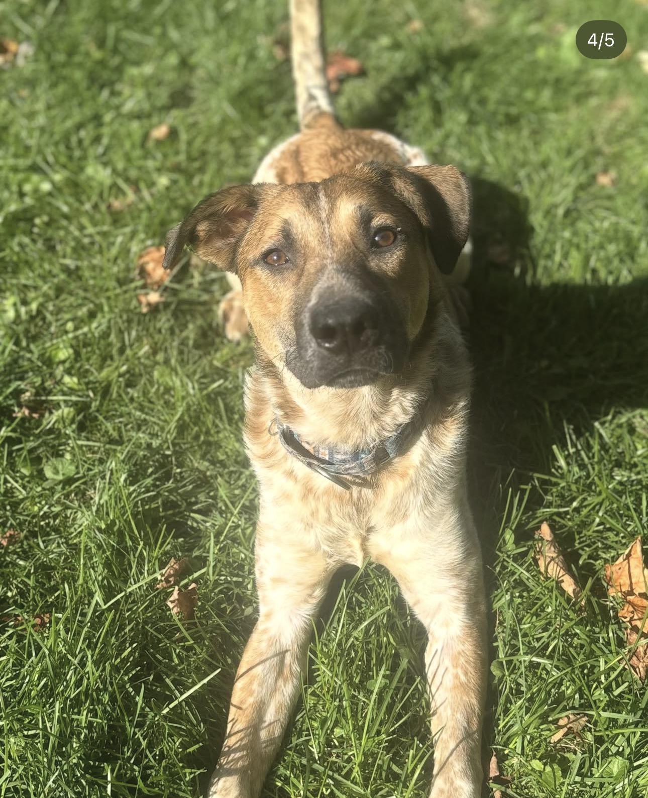 Chili, ADOPTABLE, Young Male Cattle Dog & Pit Bull Terrier.