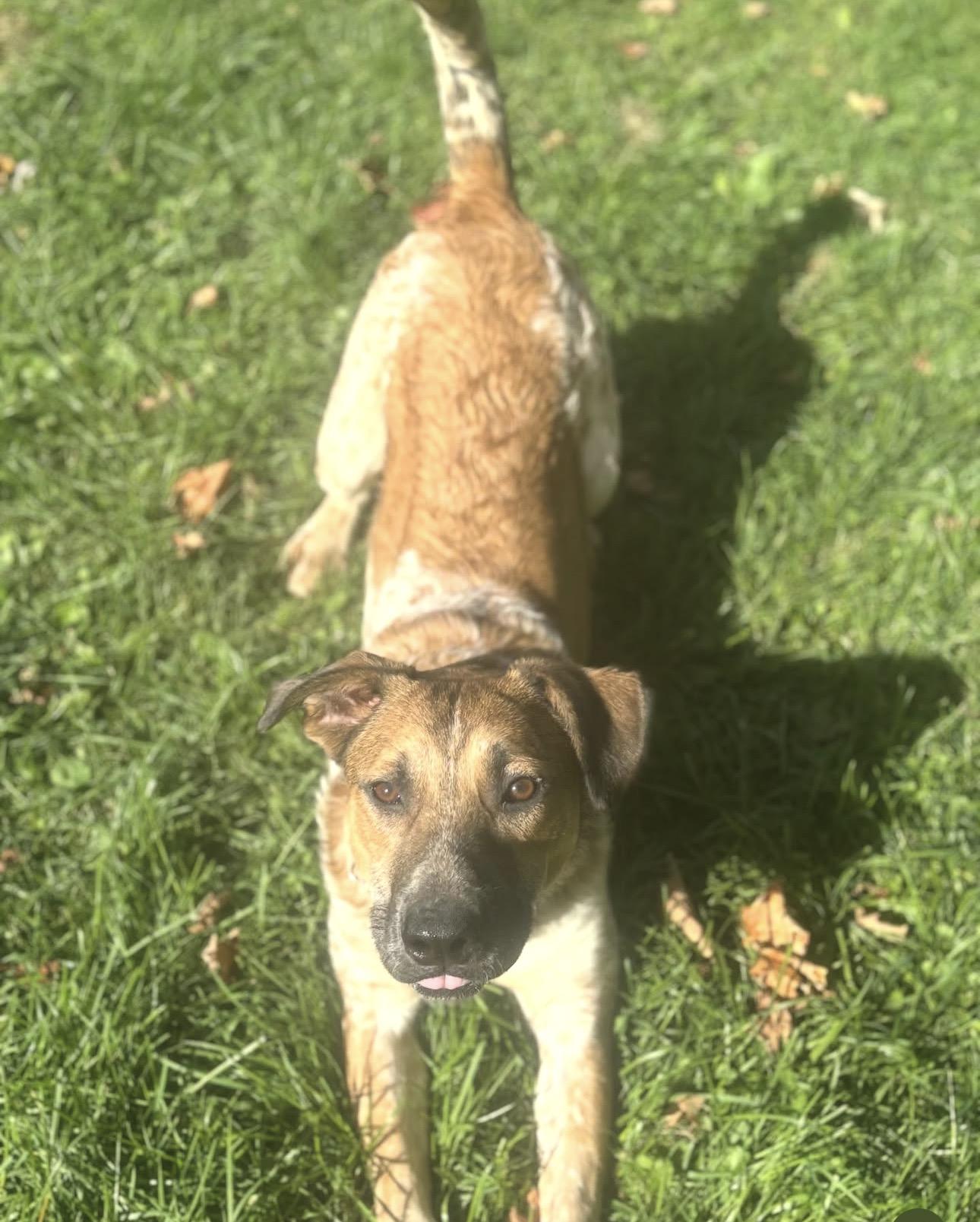 Enlarge Chili, a ADOPTABLE mixed breed in Ferndale, WA image 2/6