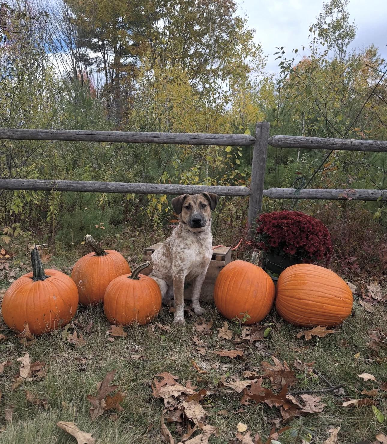 Enlarge Chili, a ADOPTABLE mixed breed in Ferndale, WA image 4/6
