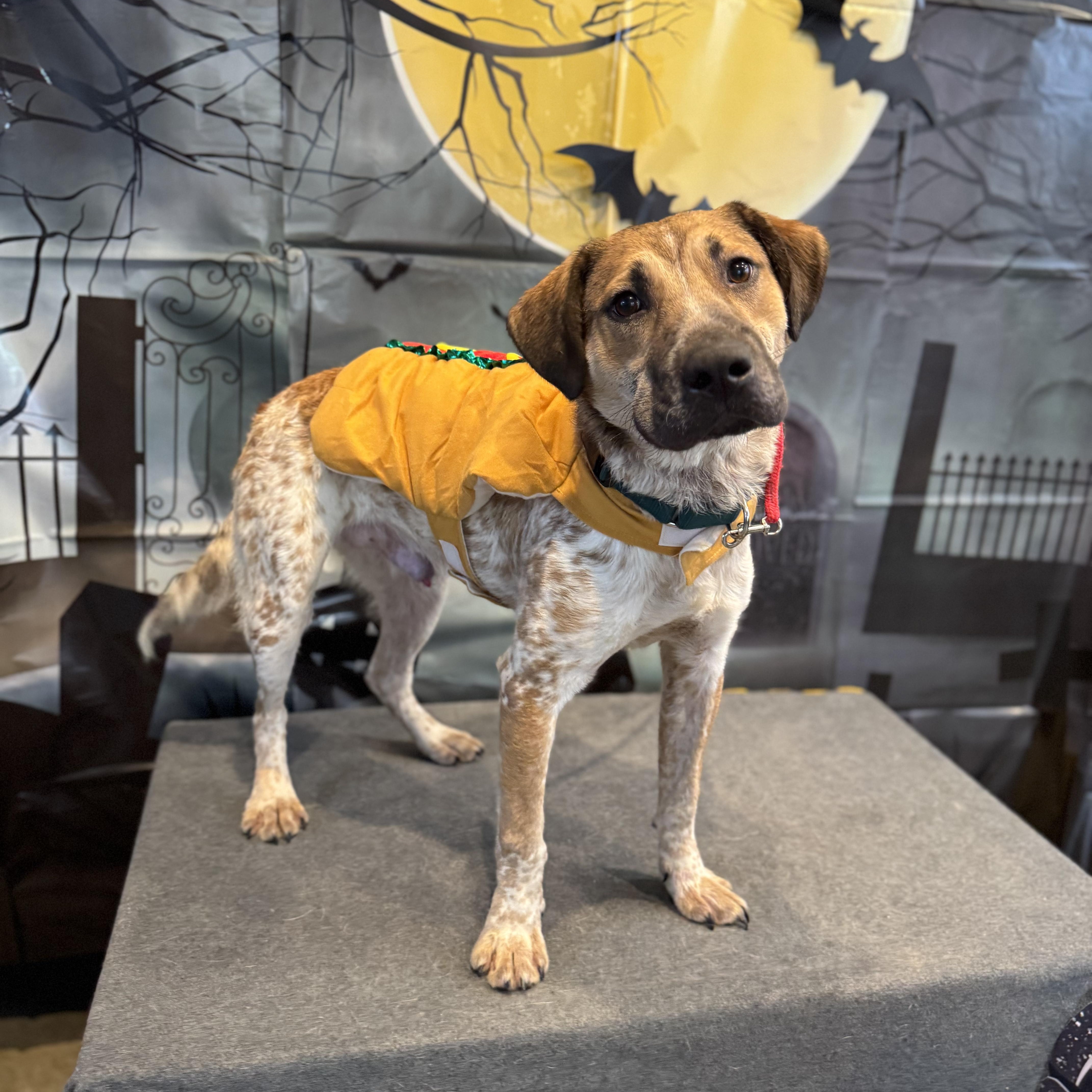 Enlarge Chili, a ADOPTABLE mixed breed in Ferndale, WA image 3/6