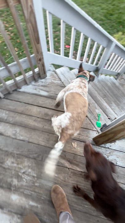 Enlarge Chili, a ADOPTABLE mixed breed in Ferndale, WA video 5/6