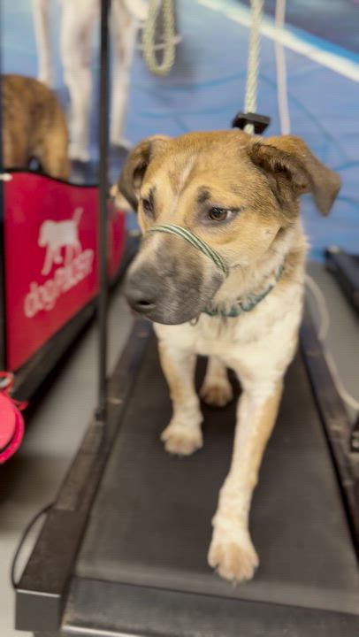 Enlarge Chili, a ADOPTABLE mixed breed in Ferndale, WA video 6/6