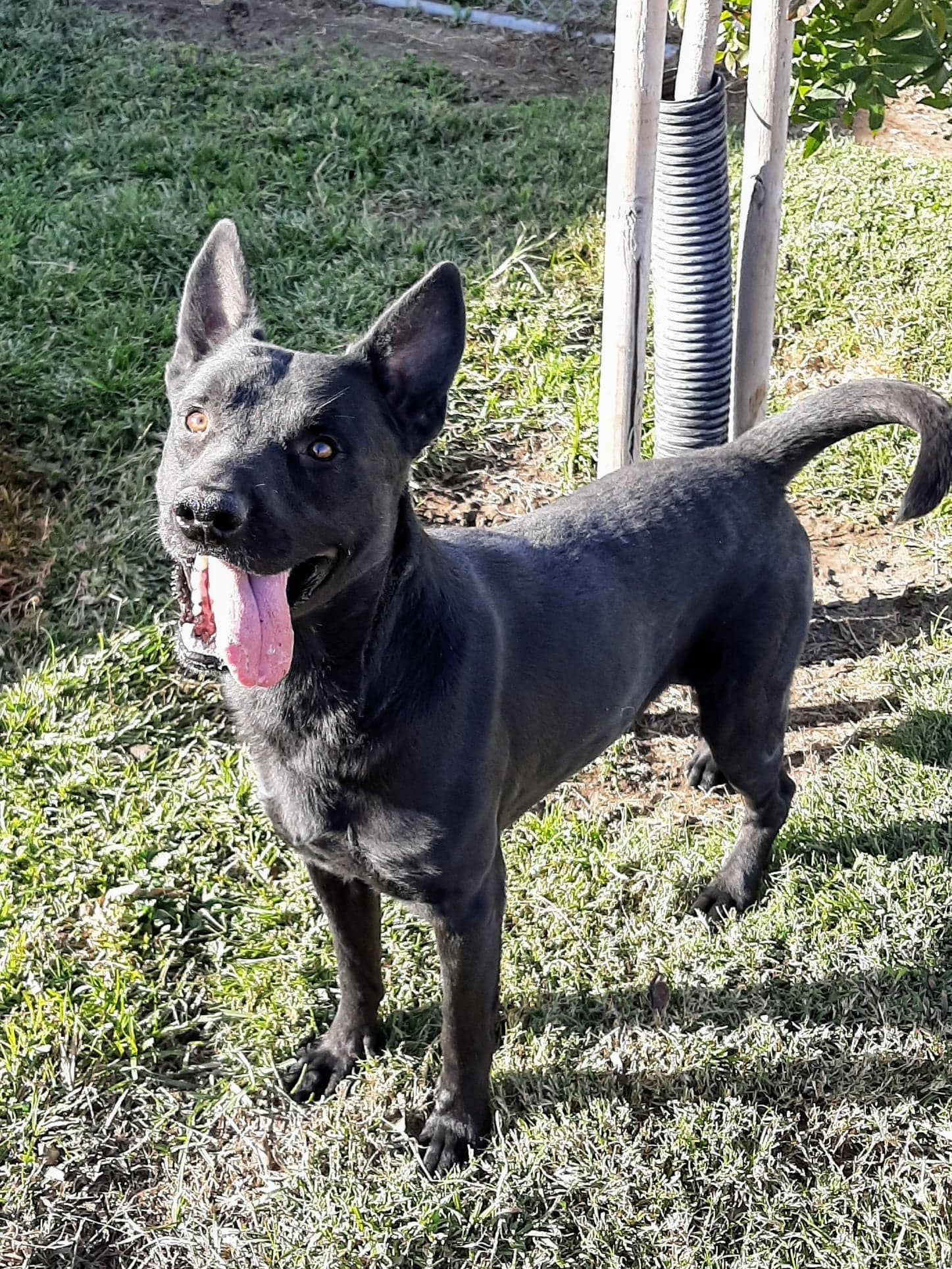 Feeno, an adoptable Australian Kelpie in Oakhurst, CA, 93644 | Photo Image 1