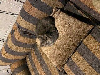 Mare, Adoptable, Young Female Domestic Short Hair.