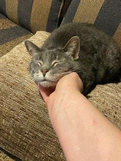 Enlarge Mare, a Adoptable Domestic Short Hair in Columbus, IN image 2/6