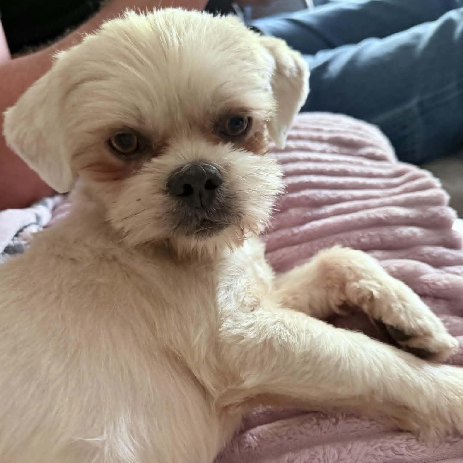 JAXX, adopted, Adult Male Shih Tzu.